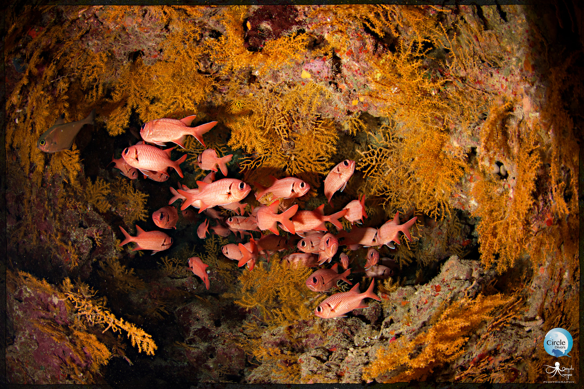 Best diving sites in Sharm el Sheikh 